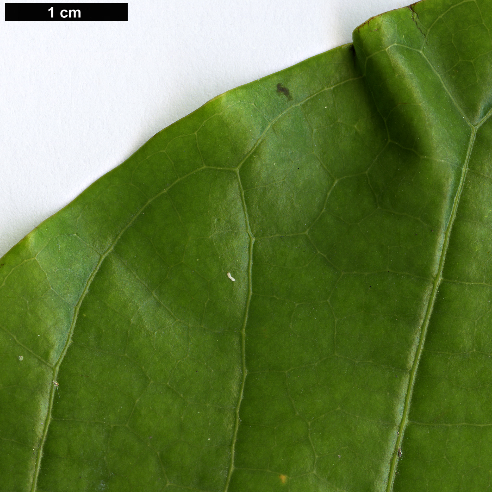 High resolution image: Family: Magnoliaceae - Genus: Magnolia - Taxon: hodgsonii